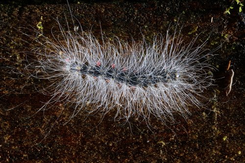 Gunung Mulu National Park ( Bornéo, Malaisie) - Faune : chenille à poils blancs(VO-13-0543)
